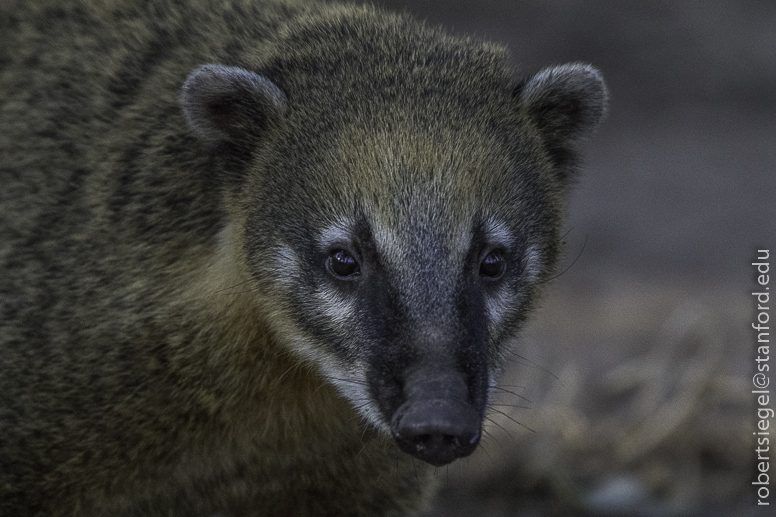 coati